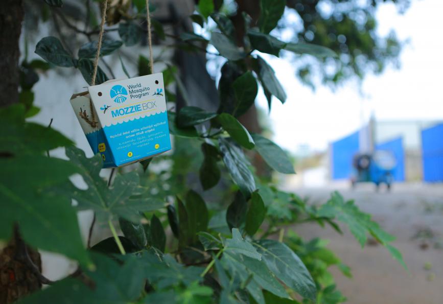 A mozzie box hanging in a tree in Colombo, Sri Lanka